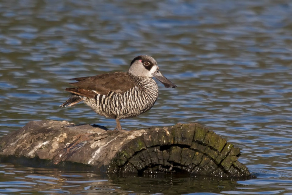 Pink-eared Duck (Malacorhynchus membranaceus)